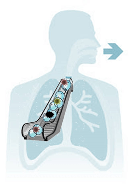 tosse disegno di scala mobile su polmoni