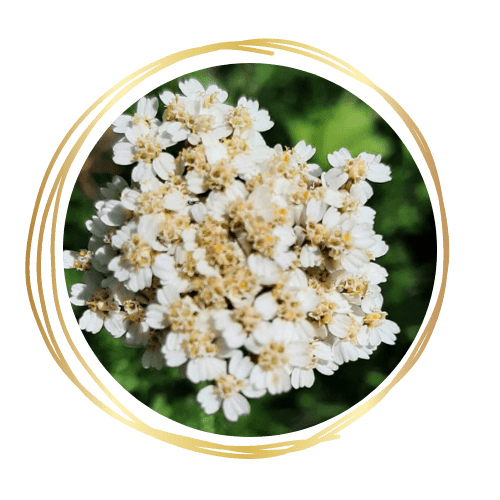 achillea millefolium usi medicali