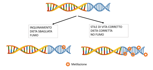 epigenetica metilazione disegno differenza dna
