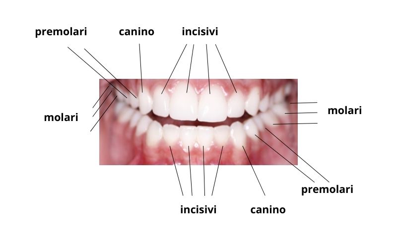 dentatura con indicati i nomi dei denti