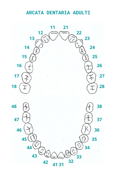 numerazione denti adulto